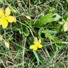 Velleia paradoxa (Spur Velleia) at Yaouk, NSW - 5 Dec 2021 by KMcCue