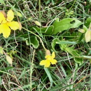 Velleia paradoxa at Yaouk, NSW - 5 Dec 2021