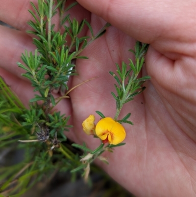 Pultenaea laxiflora (Loose-flower Bush Pea) at Bruce Ridge to Gossan Hill - 13 Dec 2021 by mainsprite