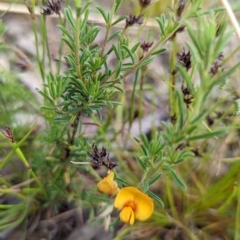 Pultenaea laxiflora at Bruce, ACT - 13 Dec 2021