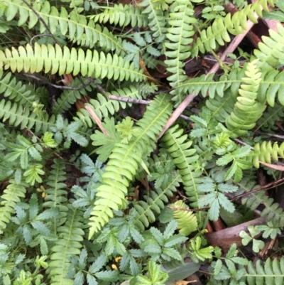 Blechnum penna-marina (Alpine Water Fern) at Rossi, NSW - 4 Dec 2021 by Tapirlord