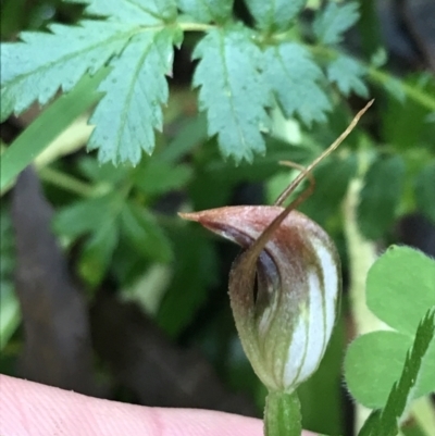 Pterostylis pedunculata (Maroonhood) at Rossi, NSW - 5 Dec 2021 by Tapirlord