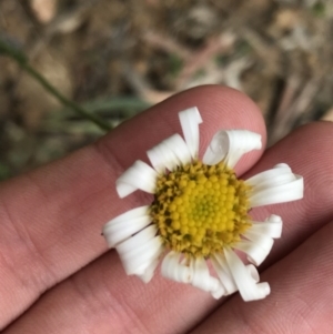 Leucanthemum vulgare at Rossi, NSW - 5 Dec 2021