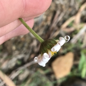 Leucanthemum vulgare at Rossi, NSW - 5 Dec 2021