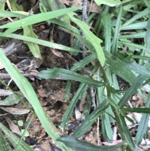 Leucanthemum vulgare at Rossi, NSW - 5 Dec 2021