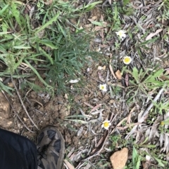 Leucanthemum vulgare at Rossi, NSW - 5 Dec 2021