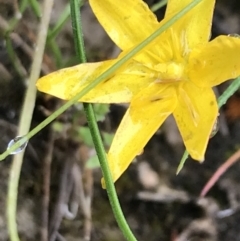 Hypoxis hygrometrica (Golden Weather-grass) at Rossi, NSW - 4 Dec 2021 by Tapirlord