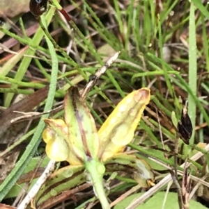 Hypoxis hygrometrica at Rossi, NSW - 5 Dec 2021 10:19 AM