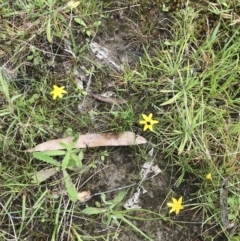 Hypoxis hygrometrica at Rossi, NSW - 5 Dec 2021 10:19 AM