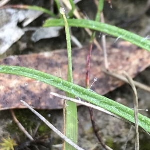 Hypoxis hygrometrica at Rossi, NSW - 5 Dec 2021 10:19 AM