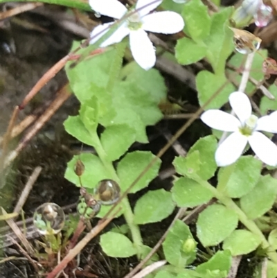 Lobelia pedunculata (Matted Pratia) at Rossi, NSW - 5 Dec 2021 by Tapirlord
