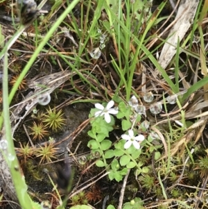 Lobelia pedunculata at Rossi, NSW - 5 Dec 2021