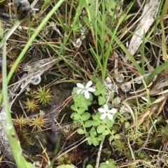 Lobelia pedunculata at Rossi, NSW - 5 Dec 2021