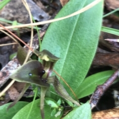Chiloglottis valida (Large Bird Orchid) at Rossi, NSW - 5 Dec 2021 by Tapirlord