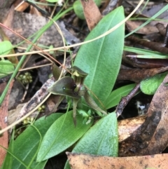 Chiloglottis valida at Rossi, NSW - suppressed