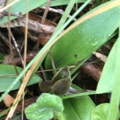 Chiloglottis valida at Rossi, NSW - suppressed