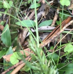 Chiloglottis valida at Rossi, NSW - suppressed