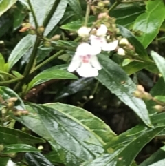 Prostanthera lasianthos (Victorian Christmas Bush) at Tallaganda State Forest - 5 Dec 2021 by Tapirlord