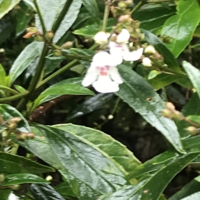 Prostanthera lasianthos (Victorian Christmas Bush) at Tallaganda State Forest - 4 Dec 2021 by Tapirlord