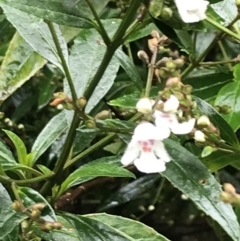 Prostanthera lasianthos at Farringdon, NSW - 5 Dec 2021