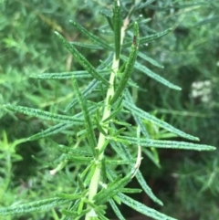 Cassinia aculeata at Farringdon, NSW - 5 Dec 2021