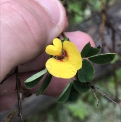 Goodia lotifolia (Golden Tip) at Tallaganda State Forest - 4 Dec 2021 by Tapirlord