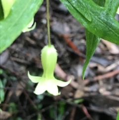 Billardiera mutabilis (Climbing Apple Berry, Apple Berry, Snot Berry, Apple Dumblings, Changeable Flowered Billardiera) at Farringdon, NSW - 5 Dec 2021 by Tapirlord