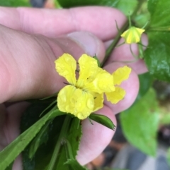 Goodenia ovata (Hop Goodenia) at Tallaganda State Forest - 5 Dec 2021 by Tapirlord