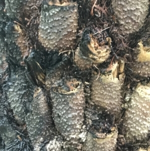 Cyathea australis subsp. australis at Bombay, NSW - suppressed