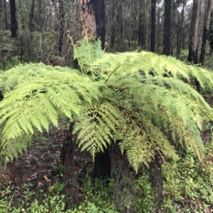 Cyathea australis subsp. australis at Bombay, NSW - 5 Dec 2021