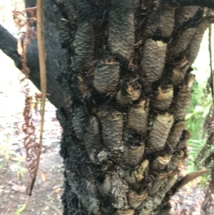 Cyathea australis subsp. australis at Bombay, NSW - 5 Dec 2021