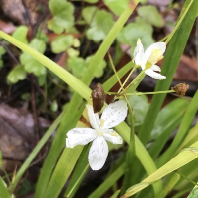 Libertia paniculata (Branching Grass-flag) at Tallaganda State Forest - 5 Dec 2021 by Tapirlord