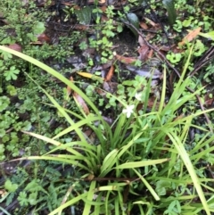 Libertia paniculata at Farringdon, NSW - 5 Dec 2021 11:40 AM