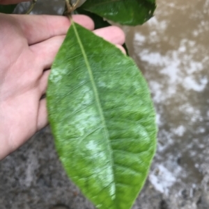 Olearia argophylla at Bombay, NSW - 5 Dec 2021