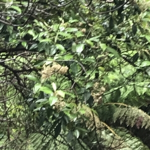Olearia argophylla at Bombay, NSW - 5 Dec 2021
