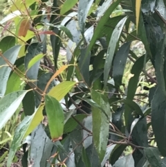 Eucalyptus fastigata (Brown Barrel) at Tallaganda State Forest - 5 Dec 2021 by Tapirlord