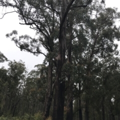 Eucalyptus fastigata at QPRC LGA - 5 Dec 2021 12:01 PM