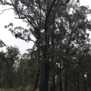 Eucalyptus fastigata at Farringdon, NSW - 5 Dec 2021
