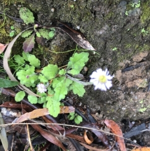 Lagenophora stipitata at Farringdon, NSW - 5 Dec 2021