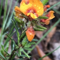 Pultenaea subspicata (Low Bush-pea) at Tallaganda State Forest - 5 Dec 2021 by Tapirlord