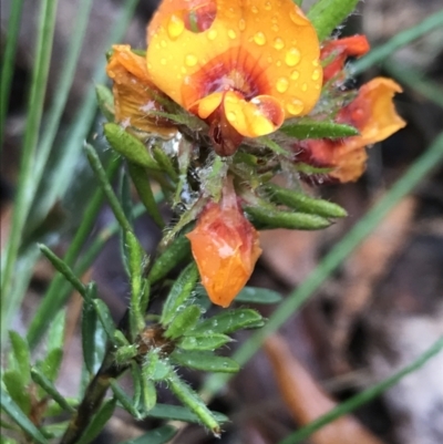 Pultenaea subspicata (Low Bush-pea) at Rossi, NSW - 5 Dec 2021 by Tapirlord