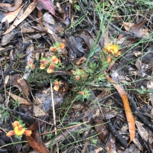 Pultenaea subspicata at Rossi, NSW - 5 Dec 2021 12:21 PM