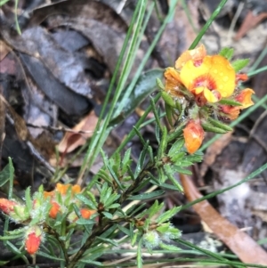 Pultenaea subspicata at Rossi, NSW - 5 Dec 2021 12:21 PM