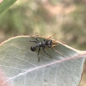 Myrmecia sp., pilosula-group at Rossi, NSW - 5 Dec 2021