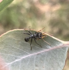 Myrmecia sp., pilosula-group (Jack jumper) at Tallaganda State Forest - 5 Dec 2021 by Tapirlord