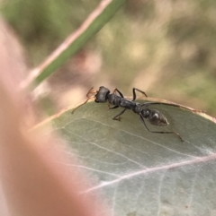 Myrmecia sp., pilosula-group at Rossi, NSW - 5 Dec 2021