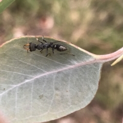 Myrmecia sp., pilosula-group at Rossi, NSW - 5 Dec 2021