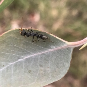 Myrmecia sp., pilosula-group at Rossi, NSW - 5 Dec 2021