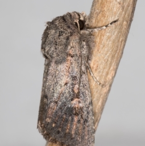 Agrotis (genus) at Melba, ACT - 13 Oct 2021