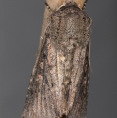 Agrotis (genus) at Melba, ACT - 13 Oct 2021